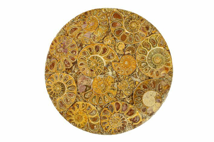 Composite Plate Of Agatized Ammonite Fossils #280961